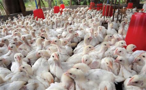 سعر الدجاج اليوم في السعودية