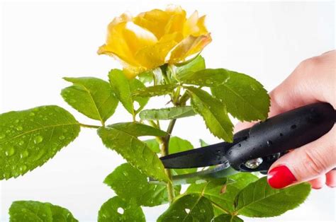 تعلم كيفية حفظ الورد الطبيعي بطريقة سهلة وسريعة