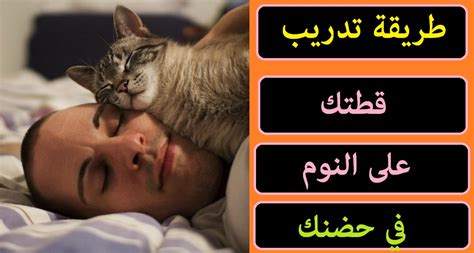كيفية تحقيق حالة نوم مستمر لقطك معك في حضنك