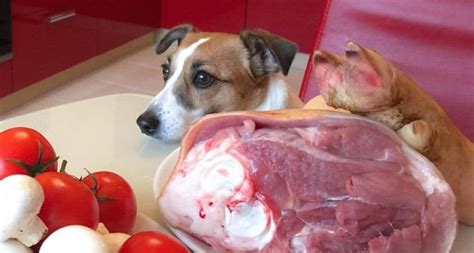 لحم الكلاب المطبوخ في المنام للعزباء
