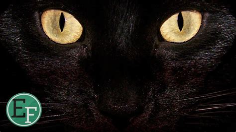 كيف يمكننا تجنب النظر في عيون القطط؟
