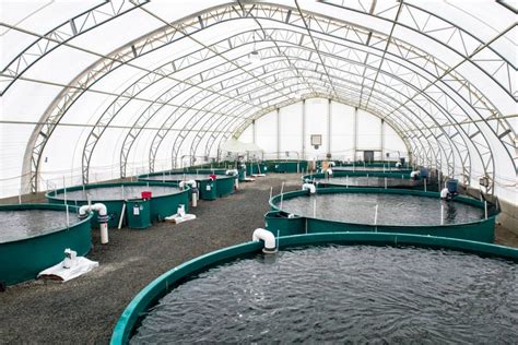 مزارع الاسماك في السعودية