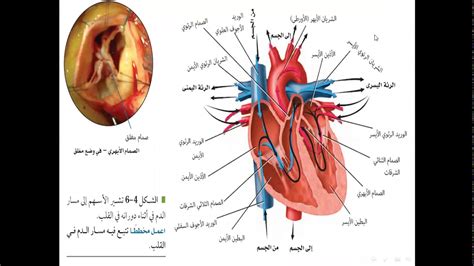 مسار الدم في القلب