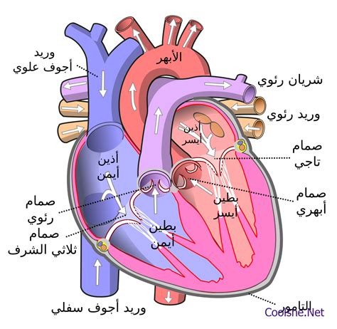 ما هو الطريقة التي يخرج الدم بعد ان يغادر القلب؟