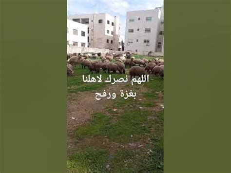 ياطيرنا يلي سرح سلم على غزة ورفح