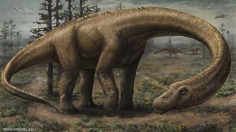 يمثل عظام الديناصورات ♥العثور على عظام لديناصورات بسلطنة عمان