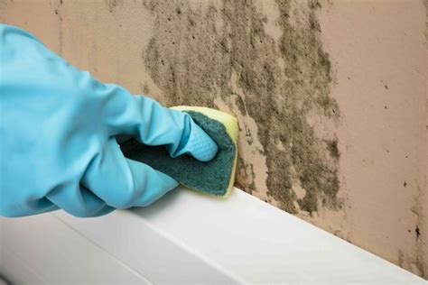 押入れのカビの掃除方法と予防方法を壁の素材ごとに全部紹介【決定版】 Zehitomo Journal
