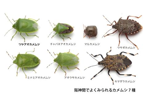 カメムシ大量発生 いつまで