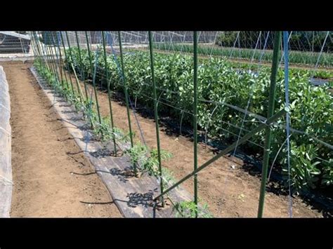 トマトの栽培方法 支柱の立て方