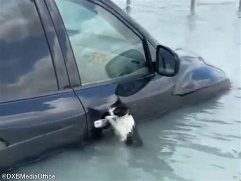 ドバイ 洪水 猫