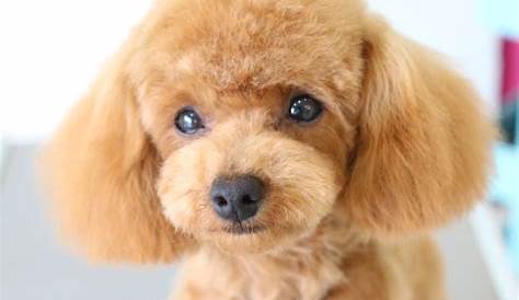 プードル子犬の可愛らしいヘア プードル好きな人！ トイプードル 子犬 プードルカット 犬のグルーミングスタイル