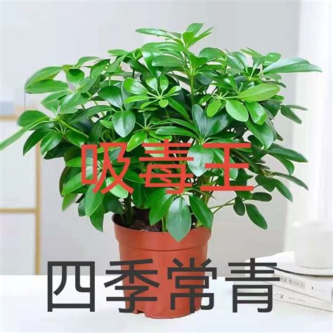 八方来财植物寓意