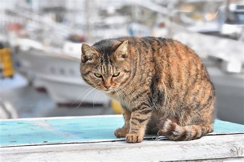 六価クロム 猫 どうなった