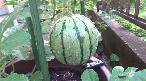 小玉西瓜種植方法