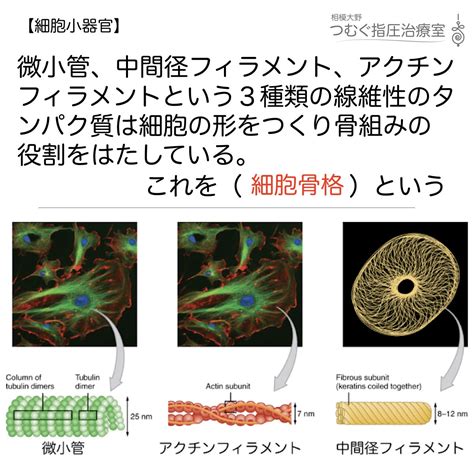 中心体をもたないシロイヌナズナにおける微小管とカタニンとに依存した表層微小管の形成機構 ライフサイエンス 新着論文レビュー