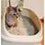 猫 の トイレ 容器 捨て 方