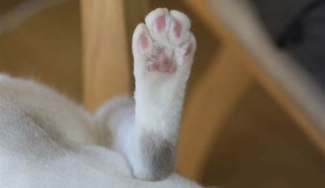 猫 後ろ足 爪 長い 長さは個性！「しっぽ」のor短いたちのしっぽからわかる気持ち｜ねこのきもちWEB MAGAZINE