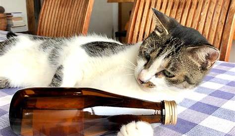 猫と過ごす最高の時間！「猫とお酒と日々の事」