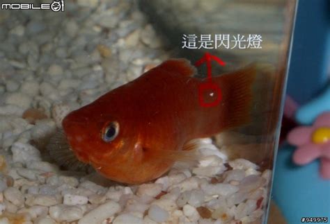 紅球魚懷孕多久會生