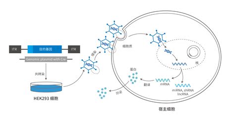 腺病毒包装步骤