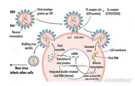 腺病毒感染细胞类型