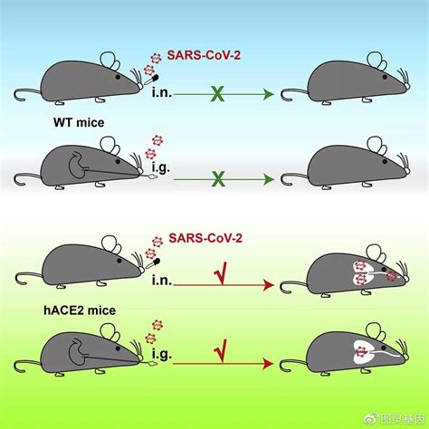腺病毒转染小鼠