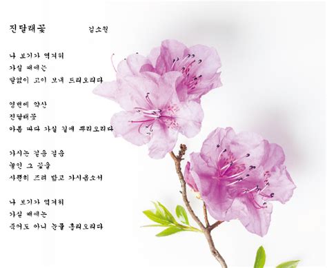 김소월 진달래꽃 전문 pdf