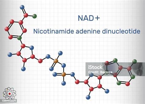 니코틴 아데닌 인산화 디뉴클레오타이드