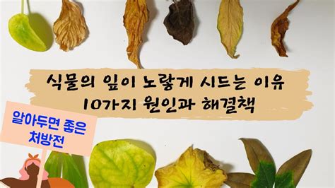 봉숭아의 한살이 잎이 노랗게 변하는 이유