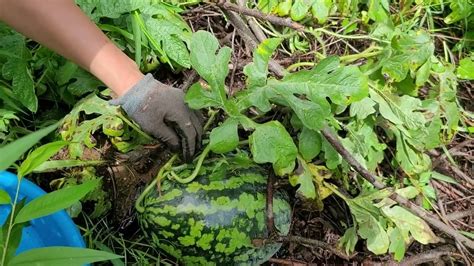 수박수확시기에 수박을 재배하는 농가의 이야기