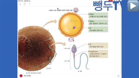 우리 몸의 수많은 세포들은 정자와 난자가 수정하여