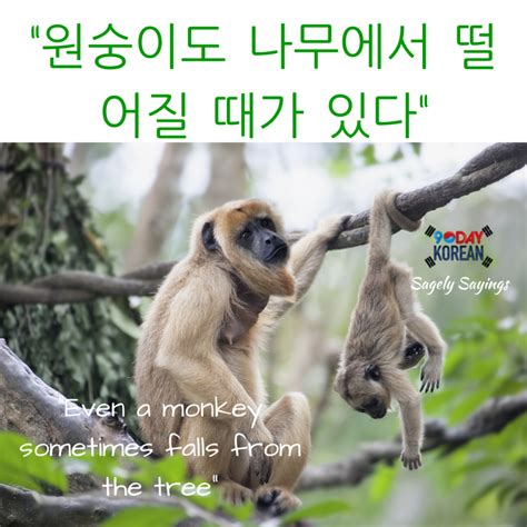 원숭이도 나무에서 뛰어다니는 법을 배운다