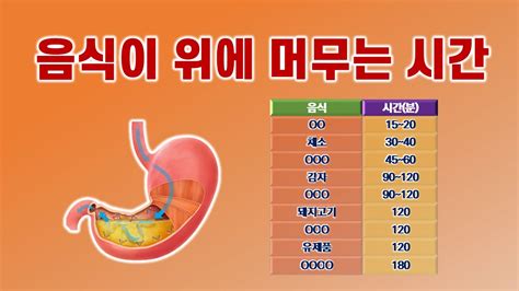 음식물이 위장에 머무는 시간