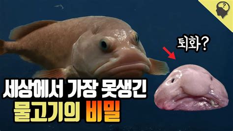 이 세상에서 가장 못생긴 물고기