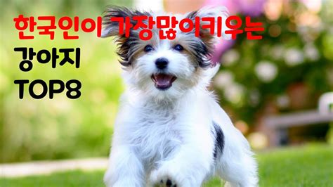 한국에서 가장 많이 키우는 강아지 종류