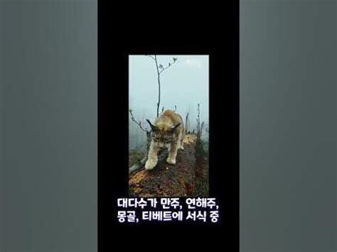 한국의 마지막 맹수 스라소의 기원과 역사