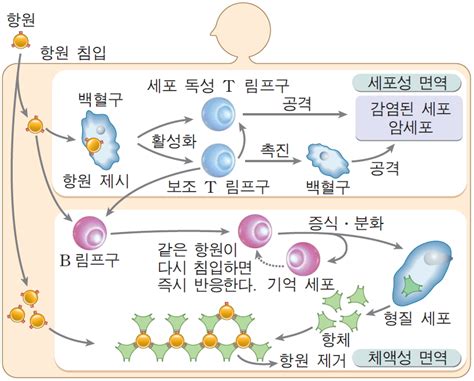 항체가 항원을 무력화하는 면역 반응