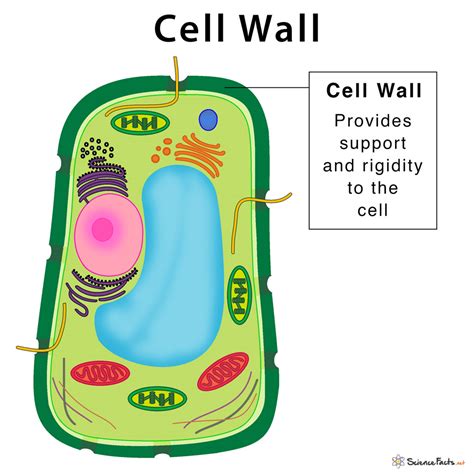 2.3 Eukaryotic Cell Structure and Function Biology LibreTexts
