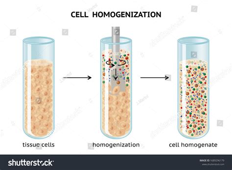 Homogenization