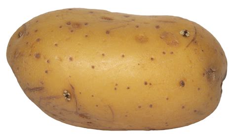 Potato