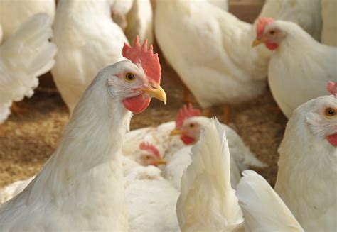 Poultry Farming