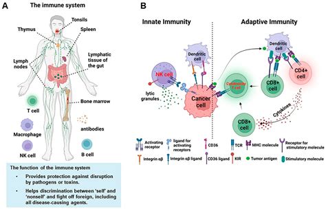 Immune