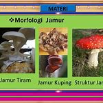 kesimpulan-jamur-kuping