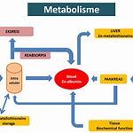 Metabolisme/