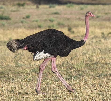 ostrich