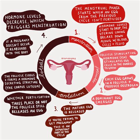    Decoding the Crimson Code: Essential Facts About the Female Menstrual Cycle