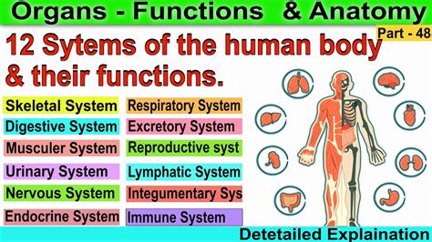    Unlocking the Human Body: 12 Organ Systems and Their Vital Functions