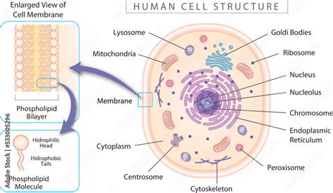    Unlocking the Secrets Within: A Deep Dive into Human Cell Structure and Function