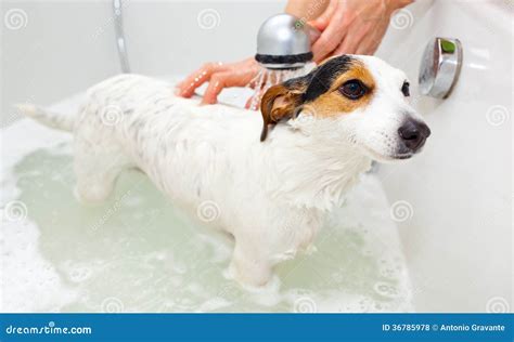 Dog taking a bath