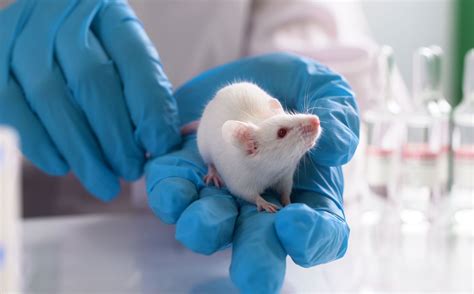 Animal Testing: Questioning the Scientific Validity